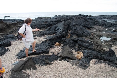 _MG_1459 Our guide Gabi, introduces us to the sea lion day care on this lava shore. Their moms are out for breakfast.