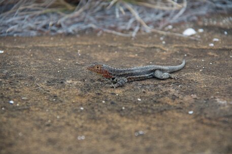 _MG_1485 Female lava lizard.