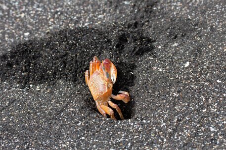 _MG_1509 This crab is excavating his burrow, throwing clawsful of volcanic sand.