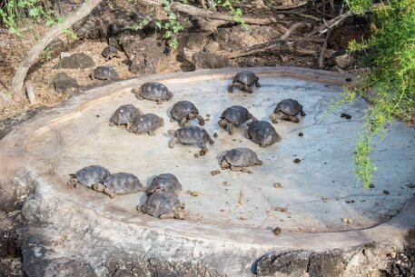 _MG_1551 Young turtles are vulnerable to predators, adults are not.