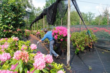 _MG_8545 Paolo at his azalea plantation.