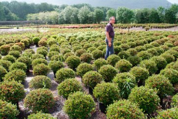 _MG_8574 Paolo at his tea plantation