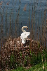 _MG_8244 Swans nest on the Ticino River