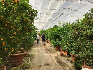 Liguria-Carrara-101 Mario's special source of orange and citrus plants for his veranda orangerie.