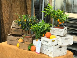 Liguria-Carrara-104 A sampling from the Lenzi citrus greenhouse.
