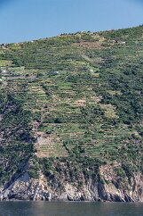 Liguria-CinqueTerre-112