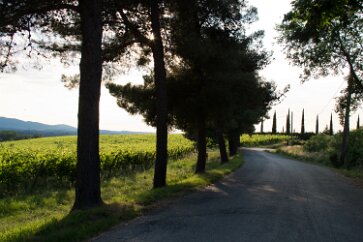 Tuscany-Siena-101 The approach to our B&B while in Tuscany.
