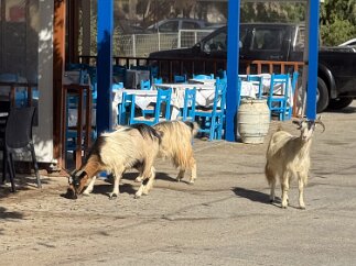 IMG_7088 Goats are commonly seen in the streets.