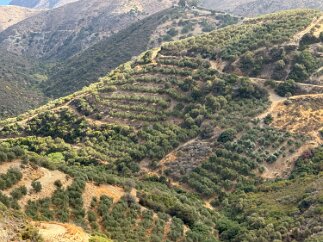 IMG_7092 Olive groves. Crete is a major producer of olive oil.