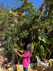 IMG_7329 Pomegranate tree in our hostel courtyard.