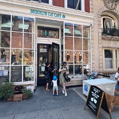 IMG_6344 The Brooklyn Cat Cafe. For a fee, you may pet their cats who are usually lounging in the windows.